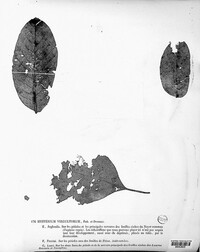 Hypoderma rubi image